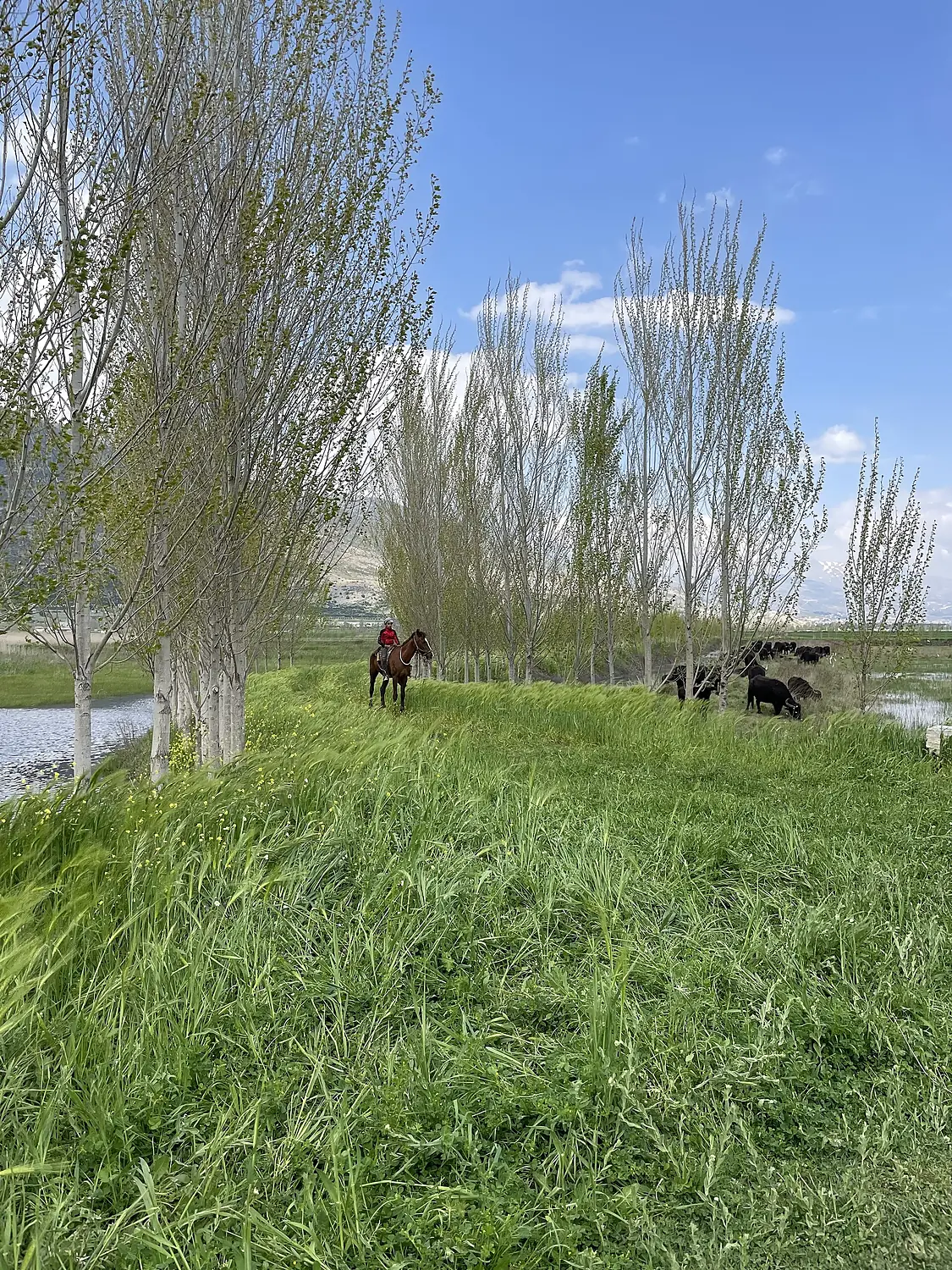 Ammiq Wetlands Reserve 04
