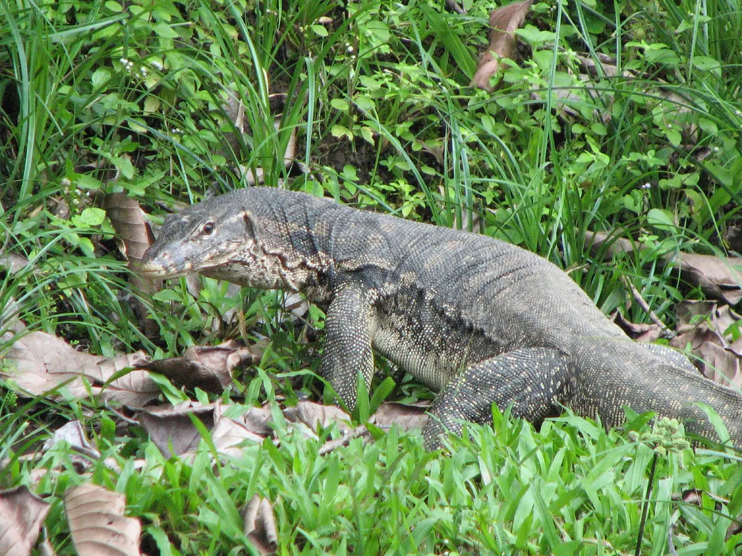 Water Monitor (about 1.5m long)