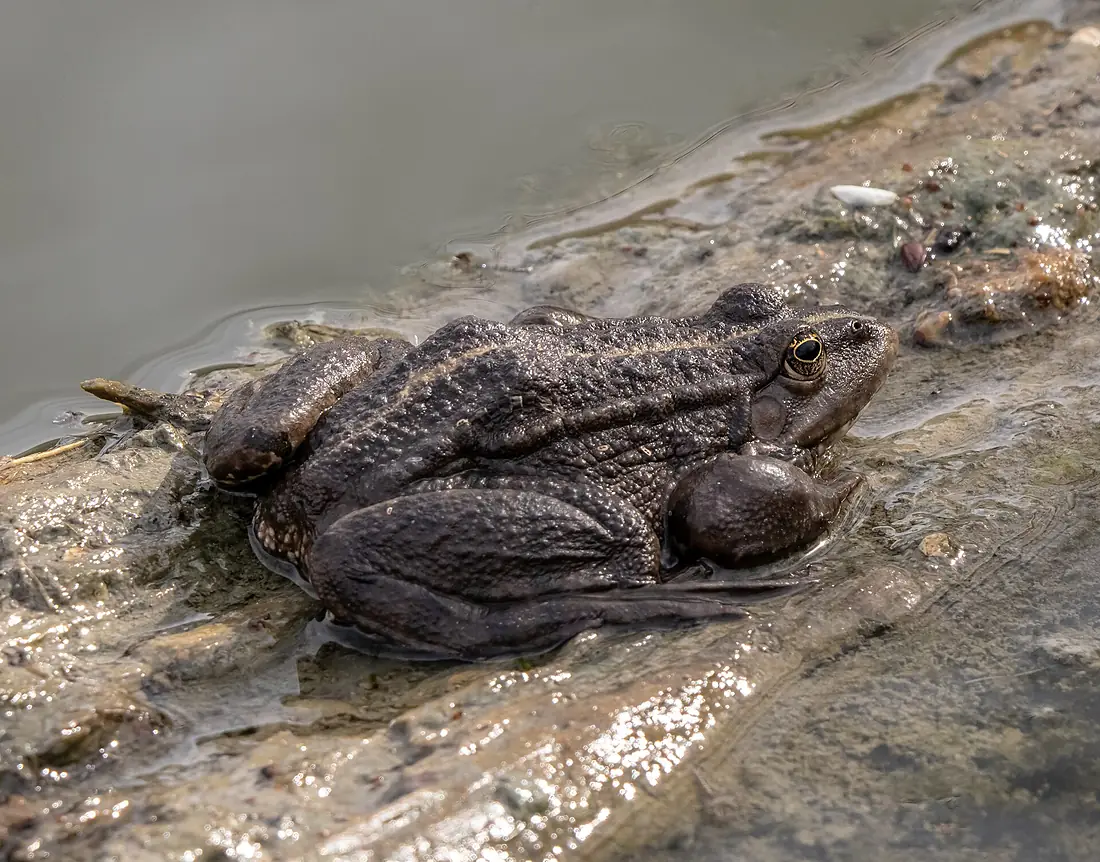 Neuhaus Frosch 4150248