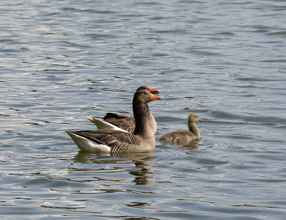Neuhaus Graugansfamlie auf dem Großen Neuweiher-20240526-RM-165908