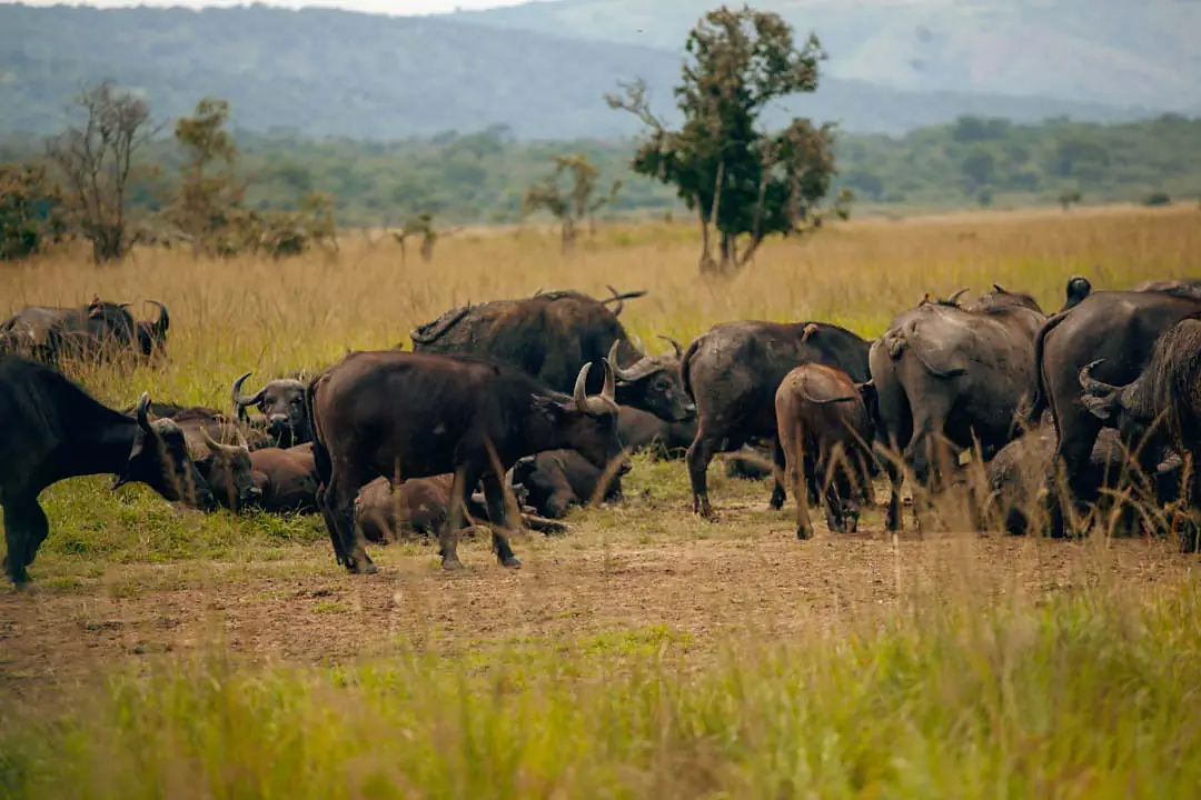 Buffaloes in Akagera National park