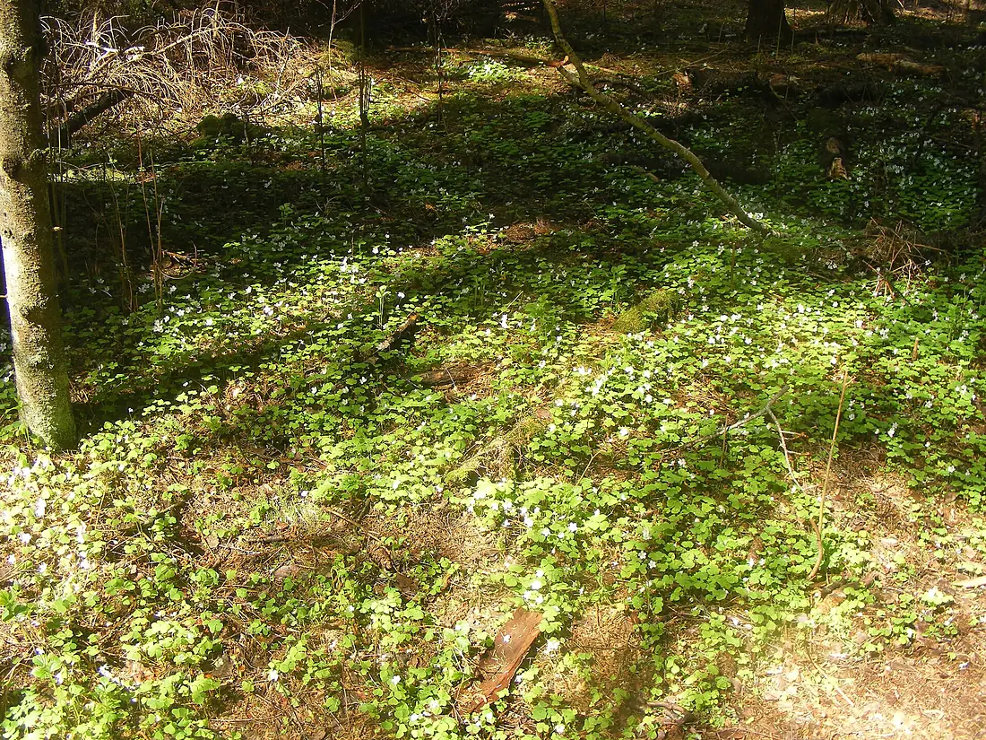 2014 0510Alam-Pedja harilik jänesekapsas - Oxalis acetosella