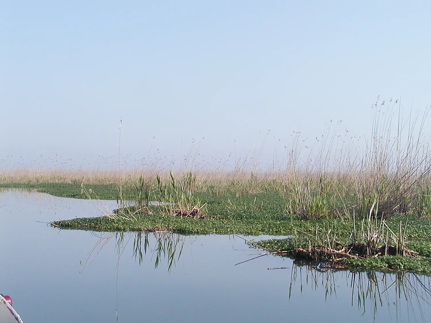 Anzali (Iran)- Lagoon-CaspianSea