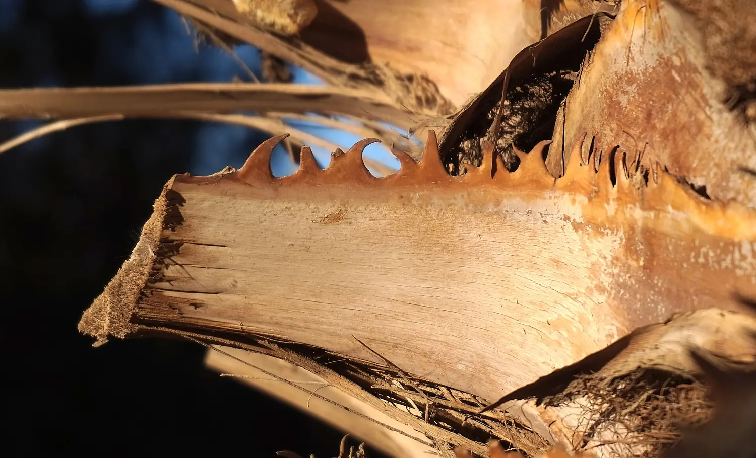 Palm tree bark2