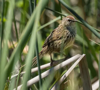 New Zealand Fernbird