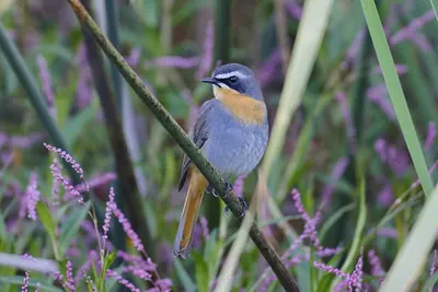 Cape Robin-Chat