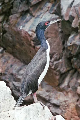 Guanay Cormorant