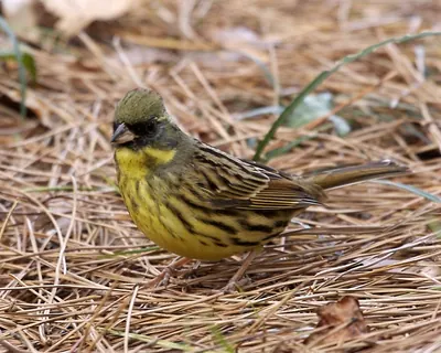 Masked bunting