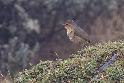 Boyaca antpitta
