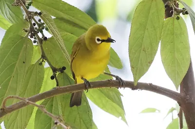 Green White-eye