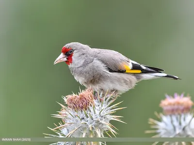 Grey-crowned Goldfinch