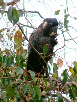 Baudin's Black Cockatoo