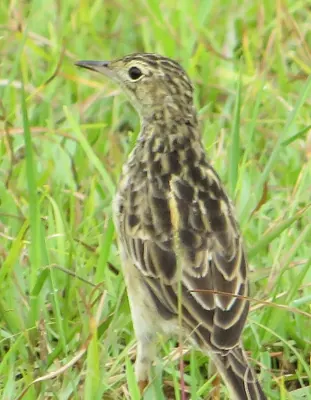 Anthus chii