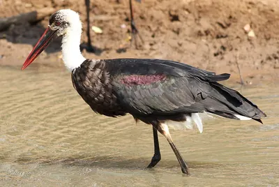 African Woolly-necked Stork