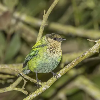 Black-capped Tanager