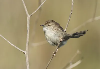 Delicate Prinia