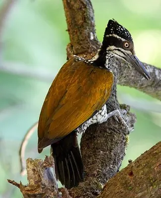 Malabar flameback