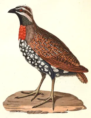 Perlwachtel