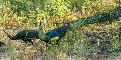 Green Peafowl
