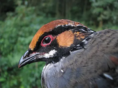 Hill Partridge