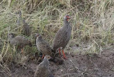 Red-necked Spurfowl