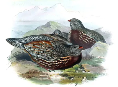 Haldenhuhn