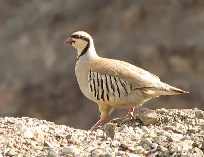 Chukar Partridge