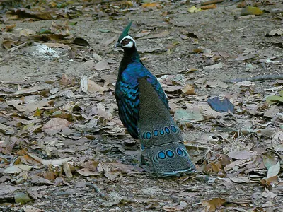 Palawan Peacock-Pheasant