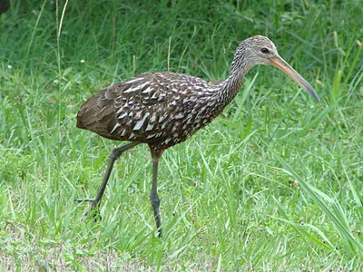 Limpkin