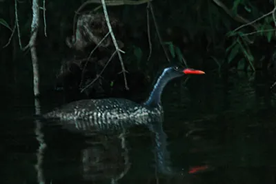 African Finfoot