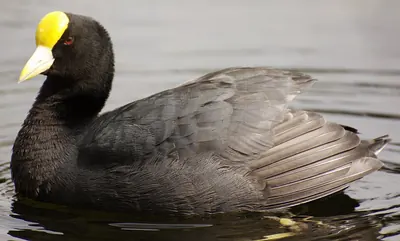 White-winged Coot