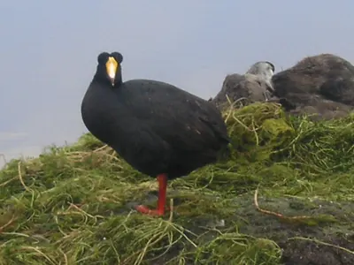 Giant Coot