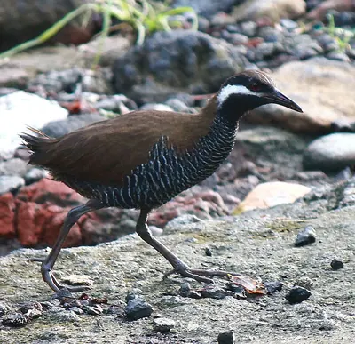 Barred Rail