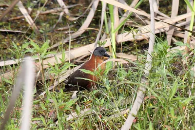 Ruddy Crake