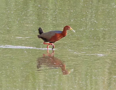 Rufous-necked Wood-Rail