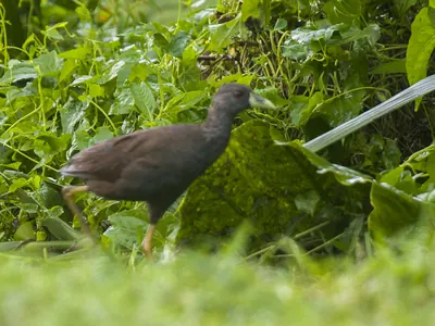Plain Bush-hen