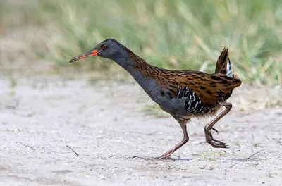 European Water Rail