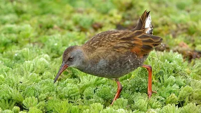 Bogota Rail