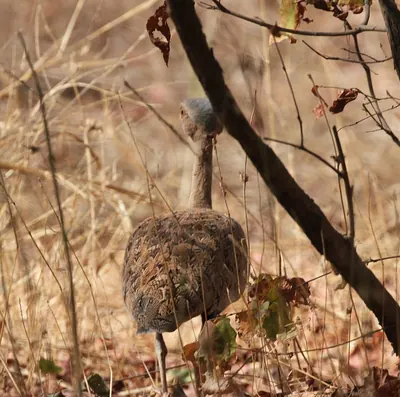 Savile's Bustard
