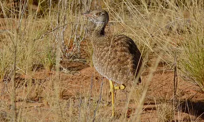 Northern Black Korhaan