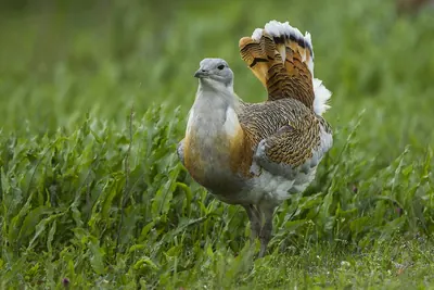 Great bustard