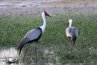 Wattled Crane