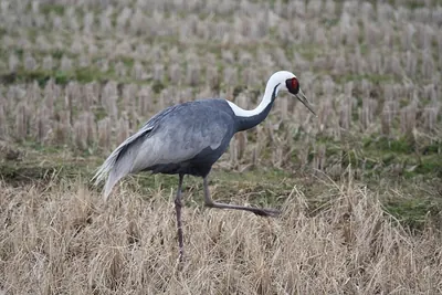 White-naped Crane