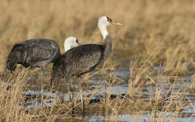 Hooded Crane