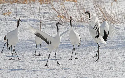 Red-crowned Crane