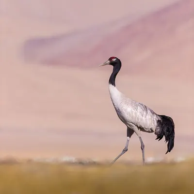 Tibetan Crane