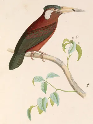 White-eared Jacamar