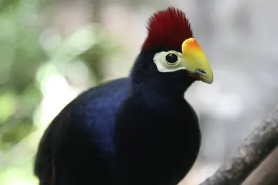 Lady Ross's Turaco