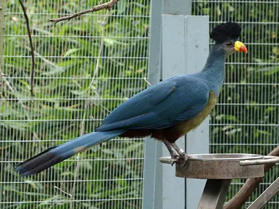 Great Blue Turaco