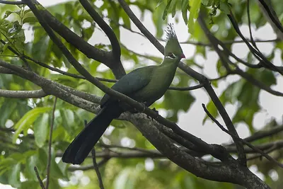 Livingstone's Turaco